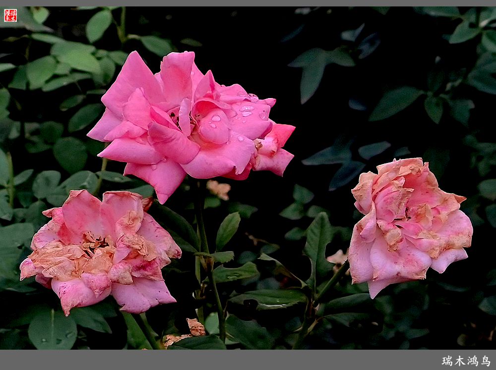 【2023之花季】此花无日不春风，当属月季（上）