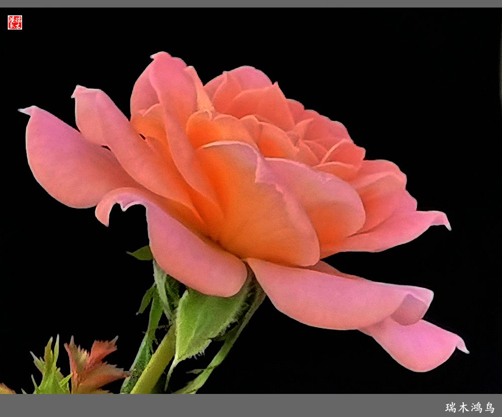 【2023之花季】此花无日不春风，当属月季（上）