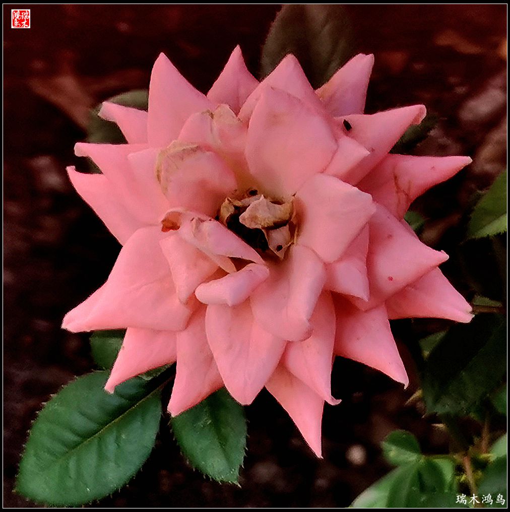 【2023之花季】此花无日不春风，当属月季（上）