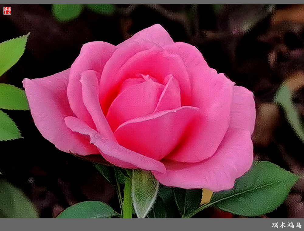 【2023之花季】此花无日不春风，当属月季（上）