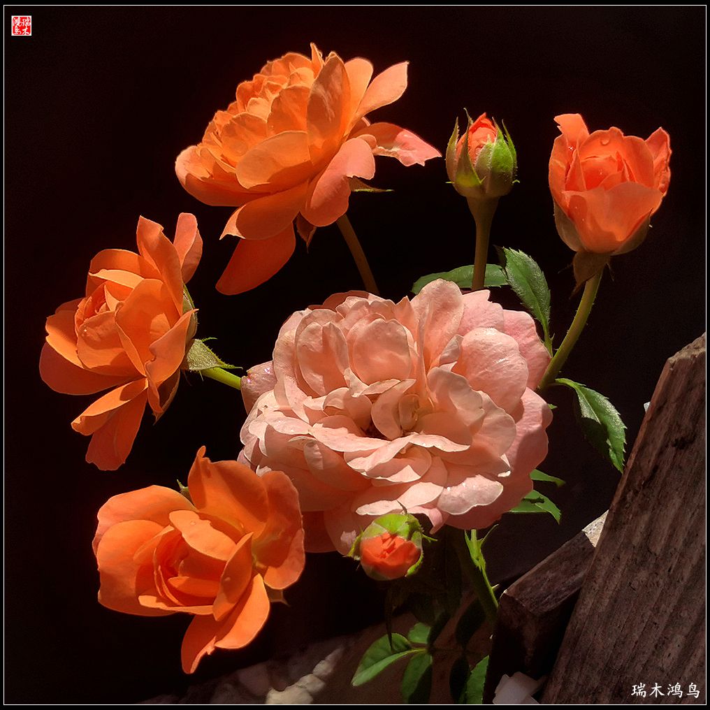 【2023之花季】此花无日不春风，当属月季（上）