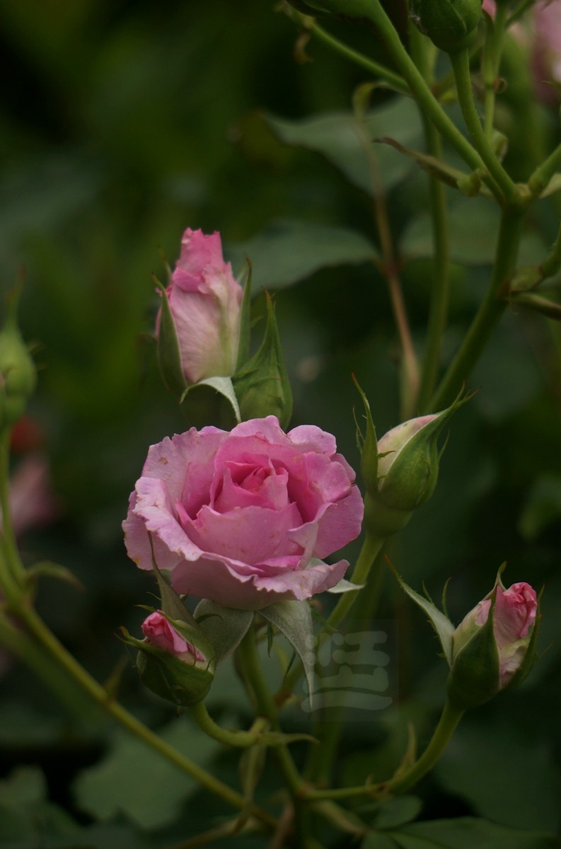 斗艳争奇*世界花园大会——武汉随笔