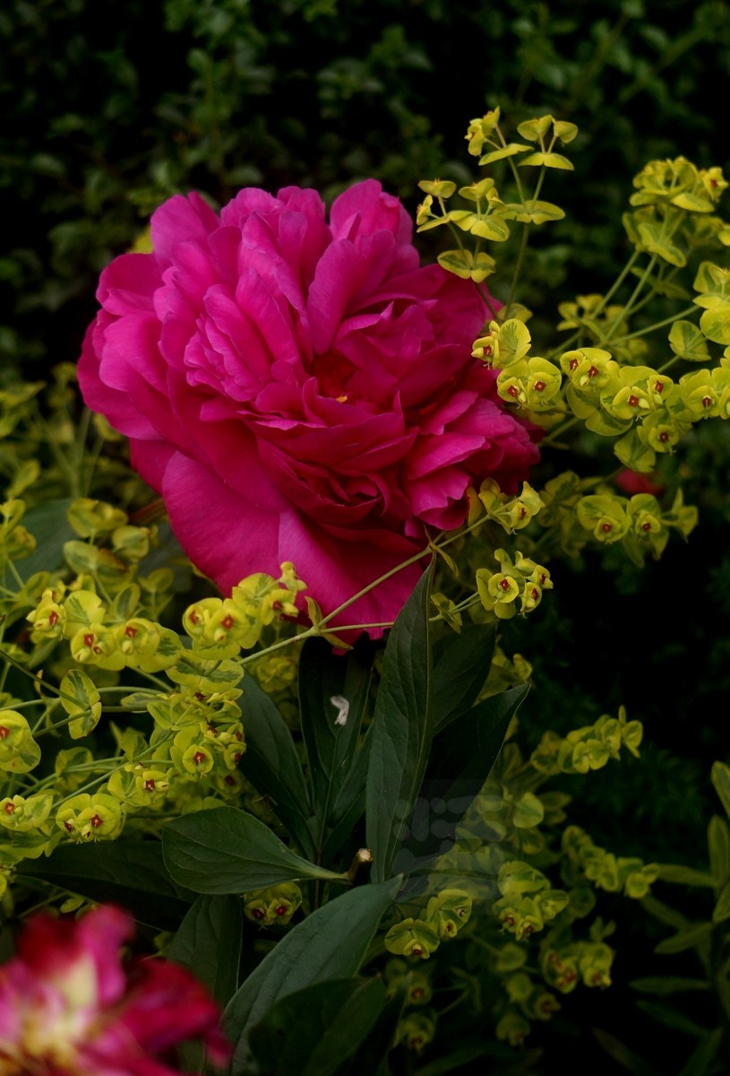 斗艳争奇*世界花园大会——武汉随笔