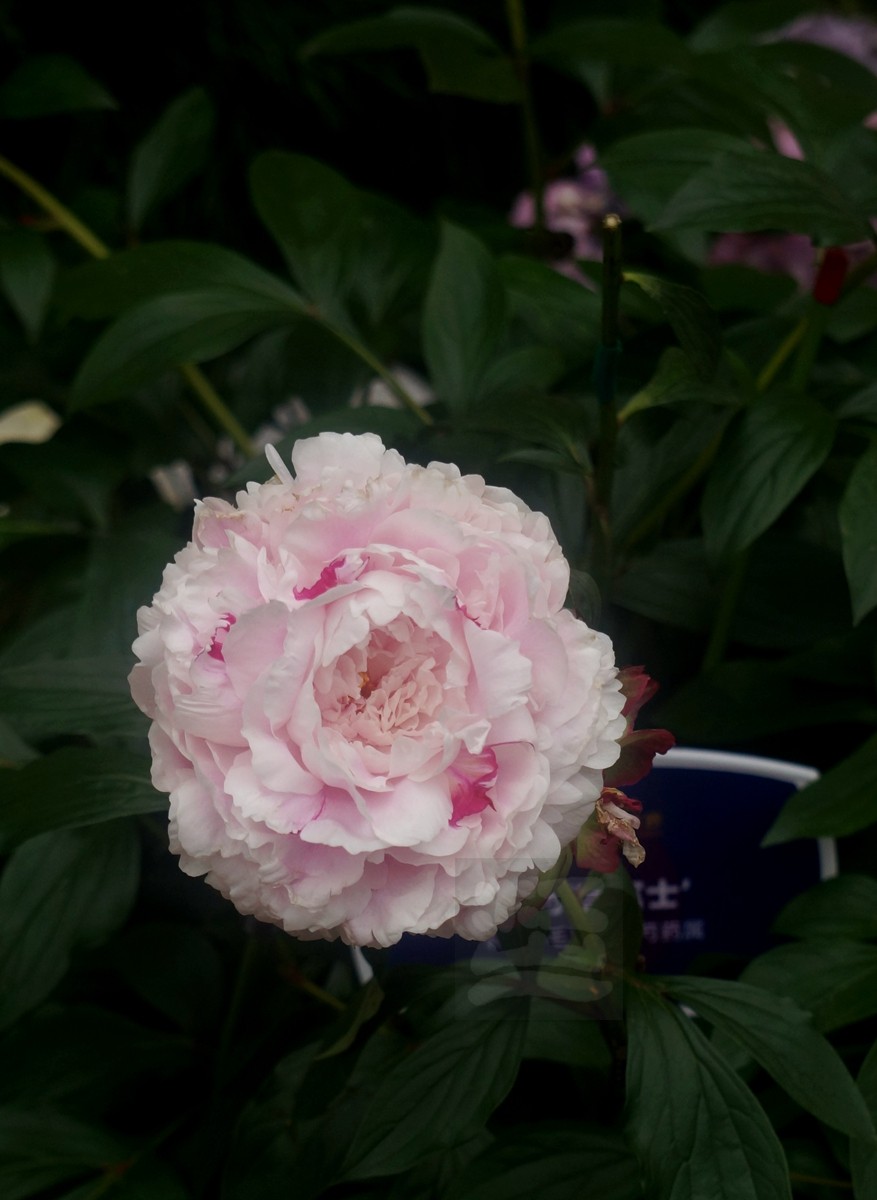 斗艳争奇*世界花园大会——武汉随笔