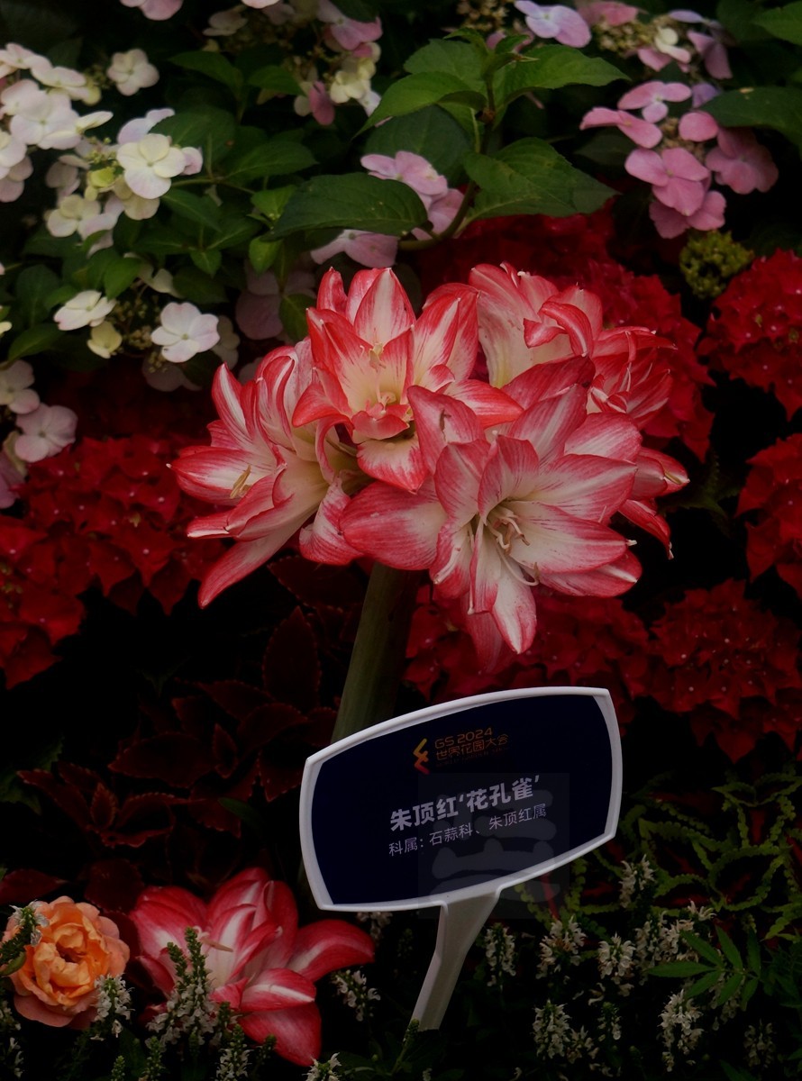 斗艳争奇*世界花园大会——武汉随笔