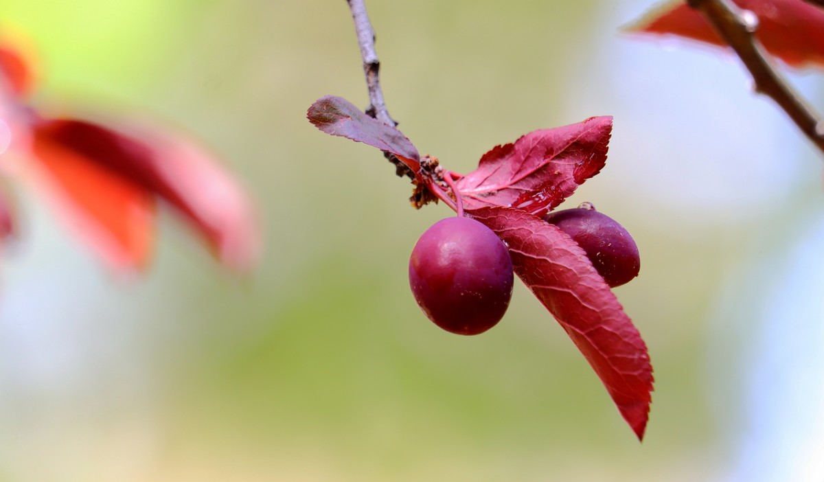 雨后的紫叶李光影