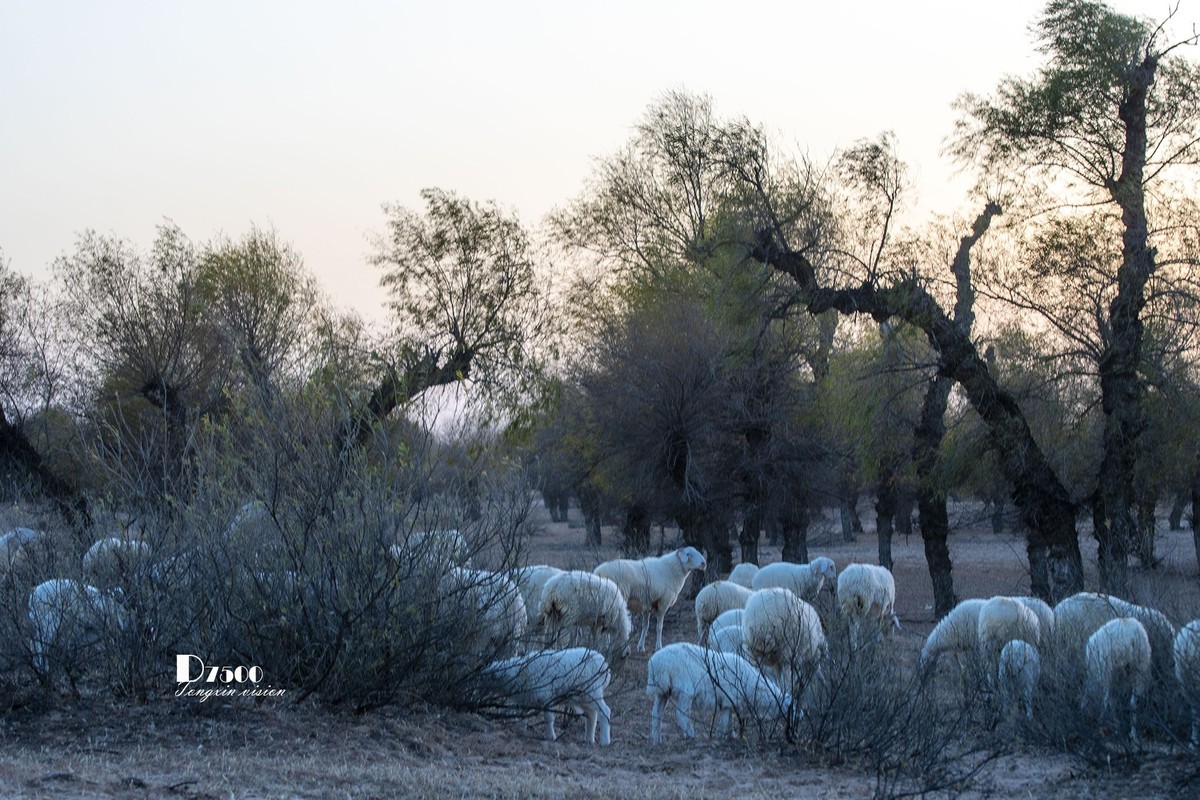 树下牧羊（15）