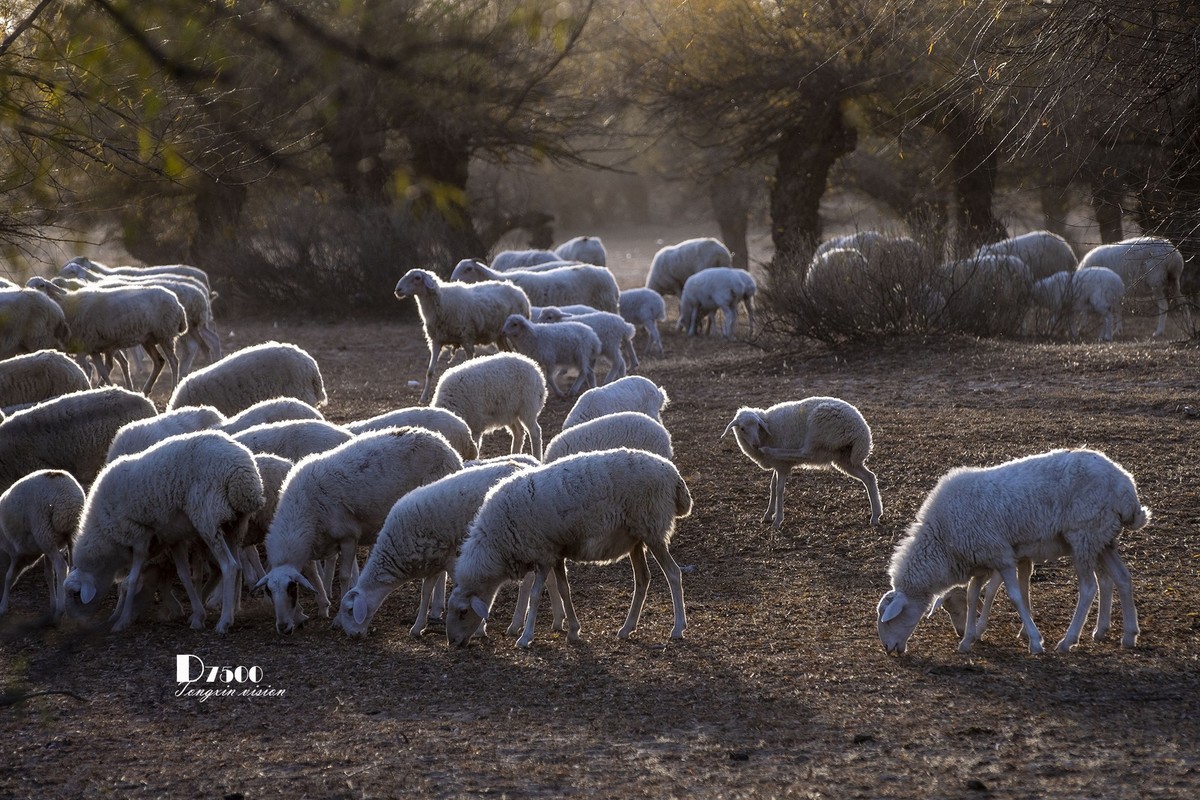 树下牧羊（15）