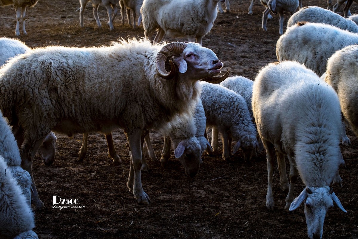 树下牧羊（15）