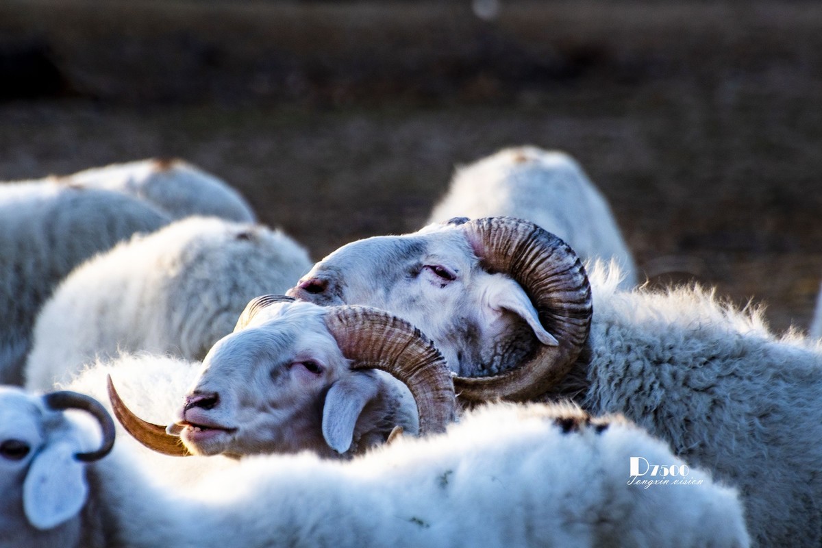 树下牧羊（15）