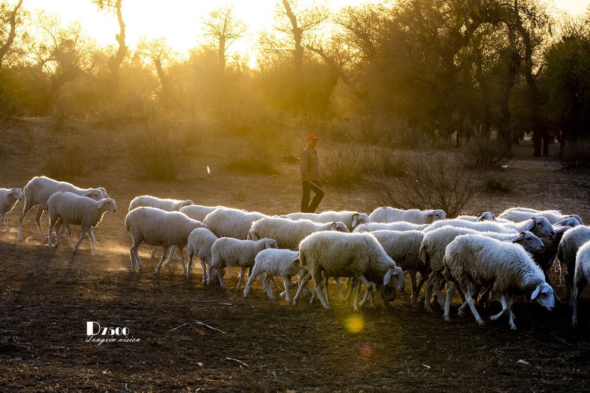 树下牧羊（15）