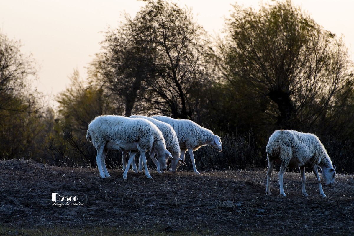 树下牧羊（15）