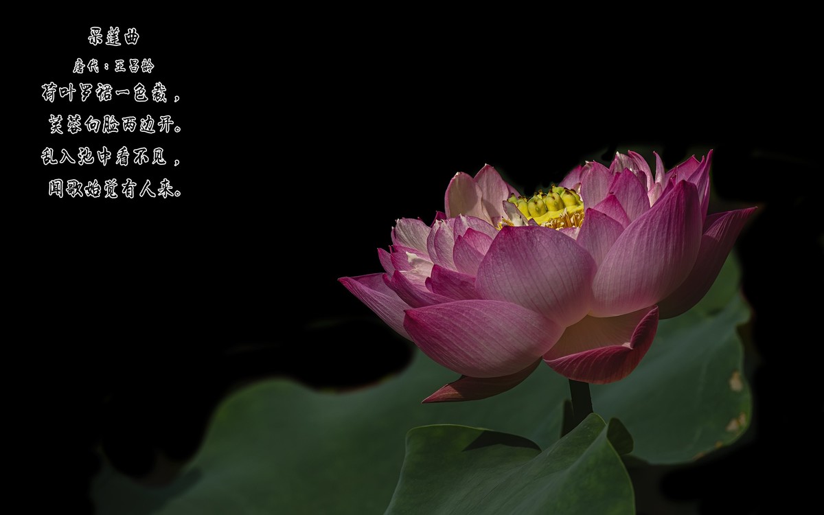 《采莲曲》  （唐代：王昌龄）