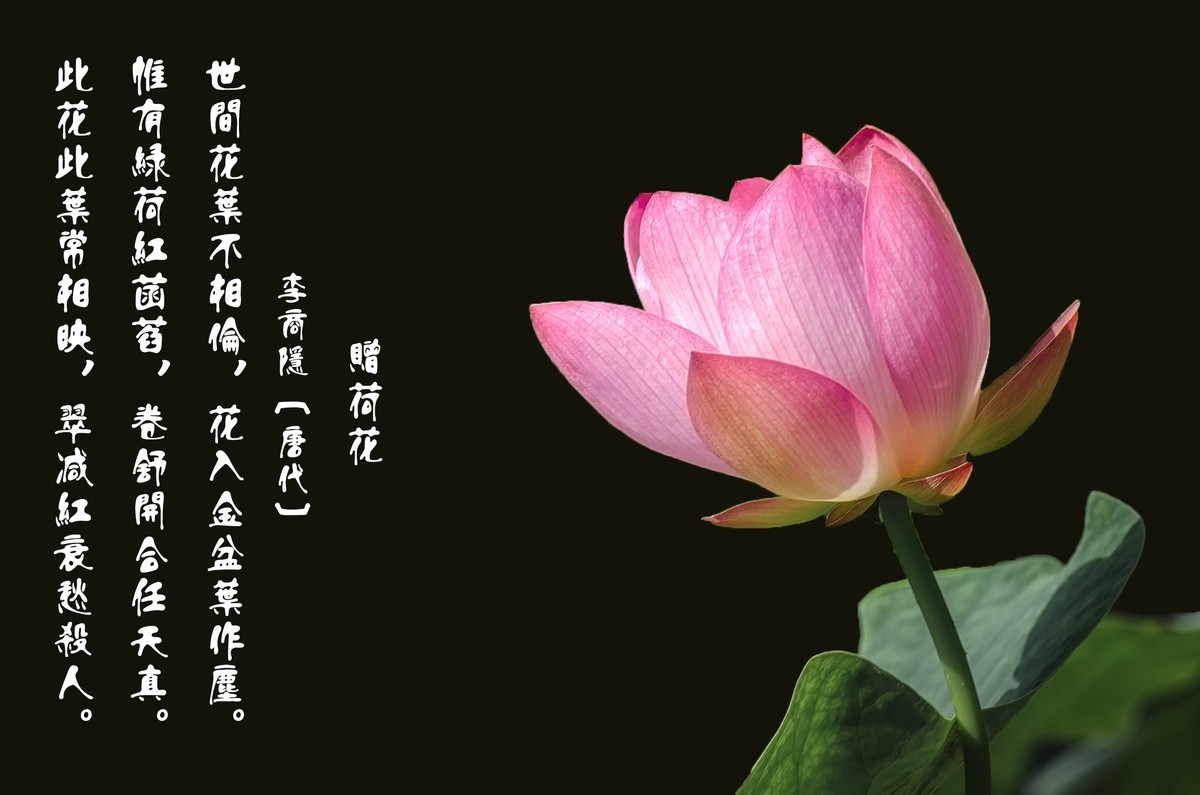 《采莲曲》  （唐代：王昌龄）