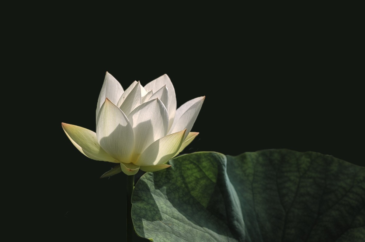 《采莲曲》  （唐代：王昌龄）