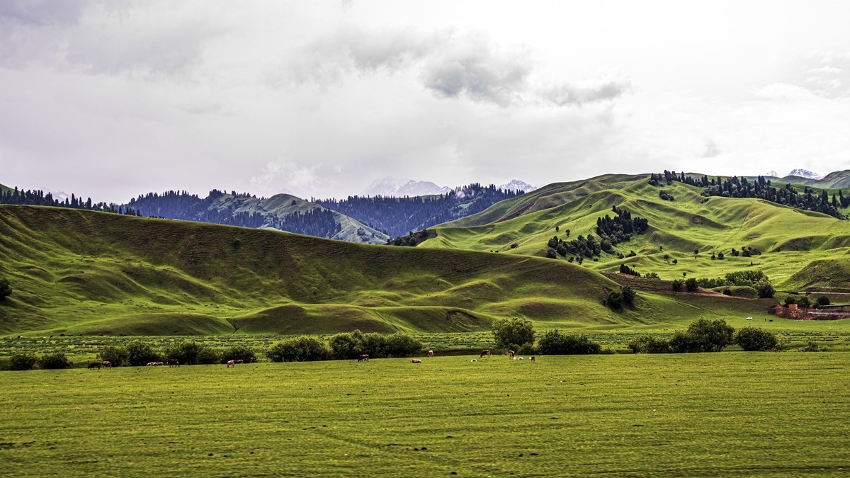 那拉提河谷草原【13】