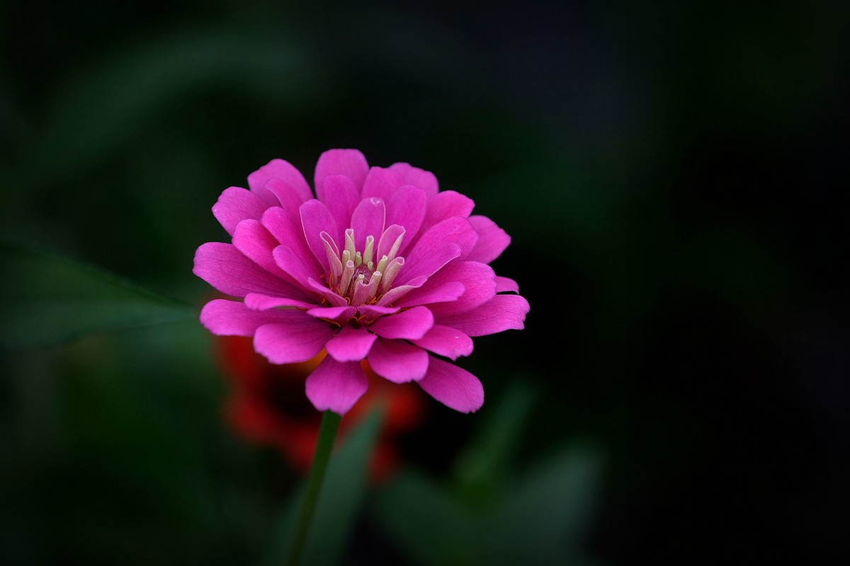 五彩缤纷百日菊