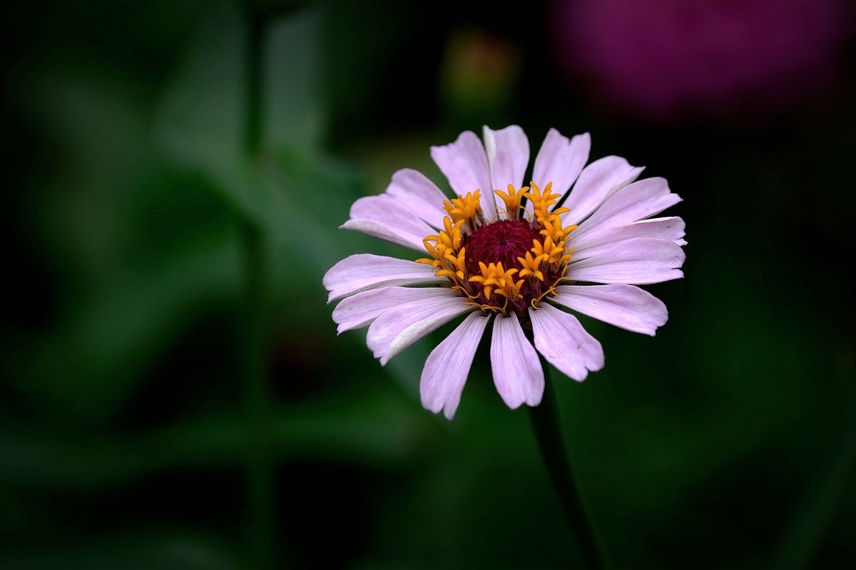 五彩缤纷百日菊
