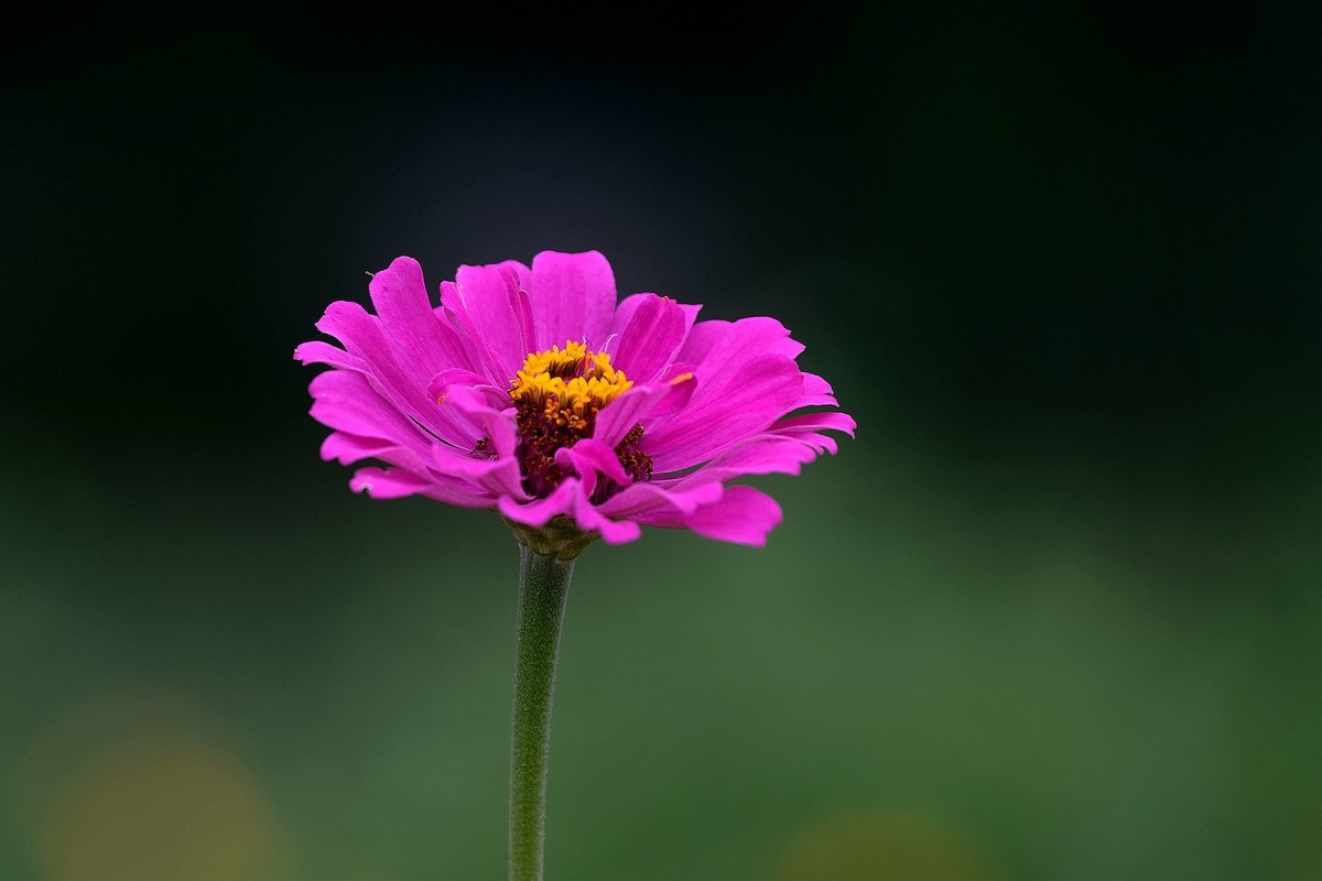 五彩缤纷百日菊