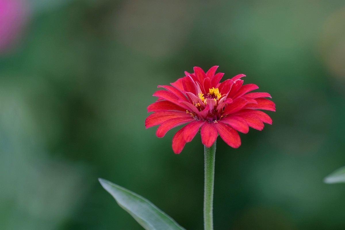 五彩缤纷百日菊