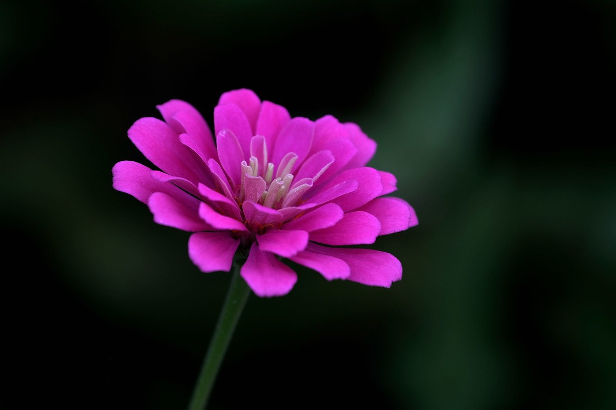 五彩缤纷百日菊