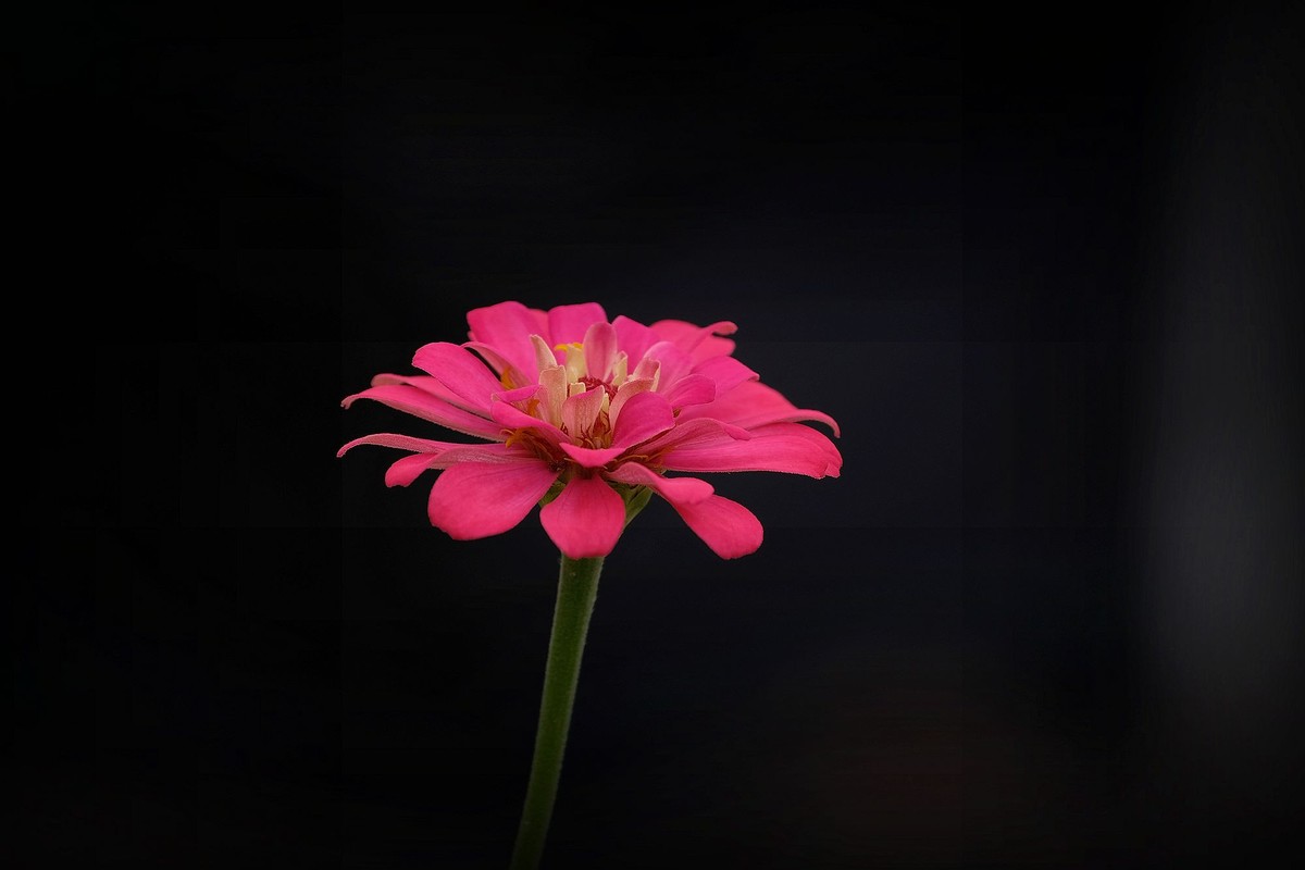 五彩缤纷百日菊