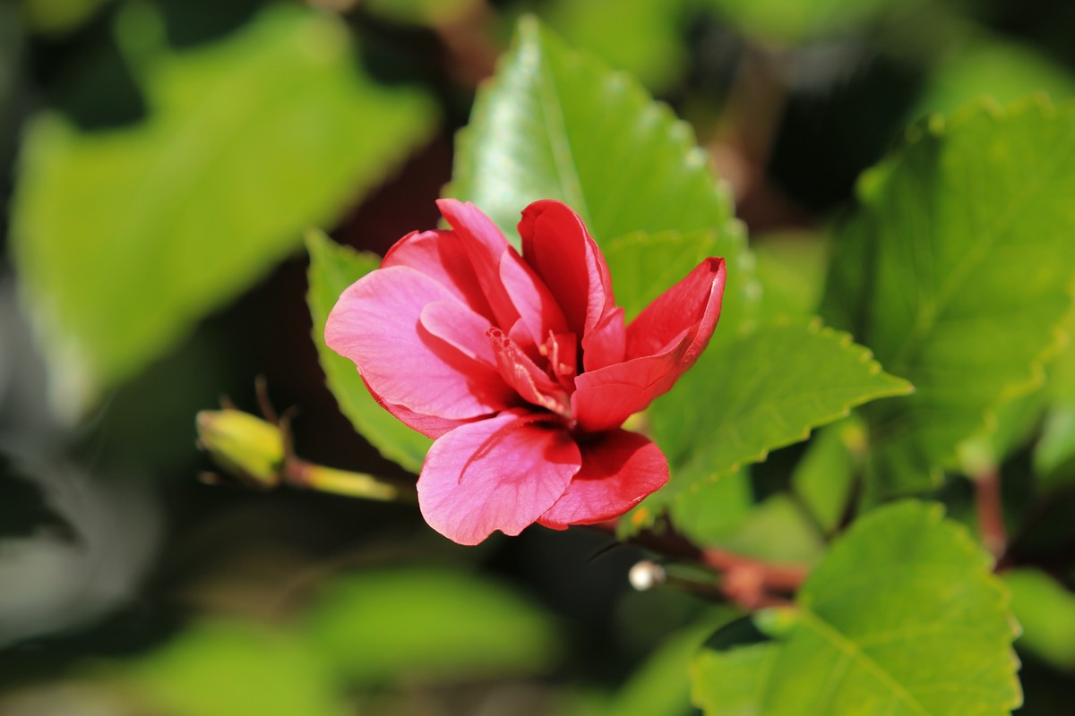 拍摄花卉一（418）