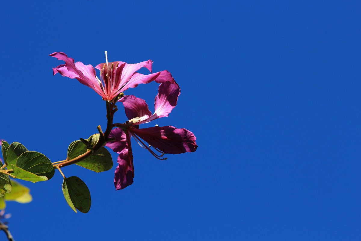 拍摄花卉一（418）