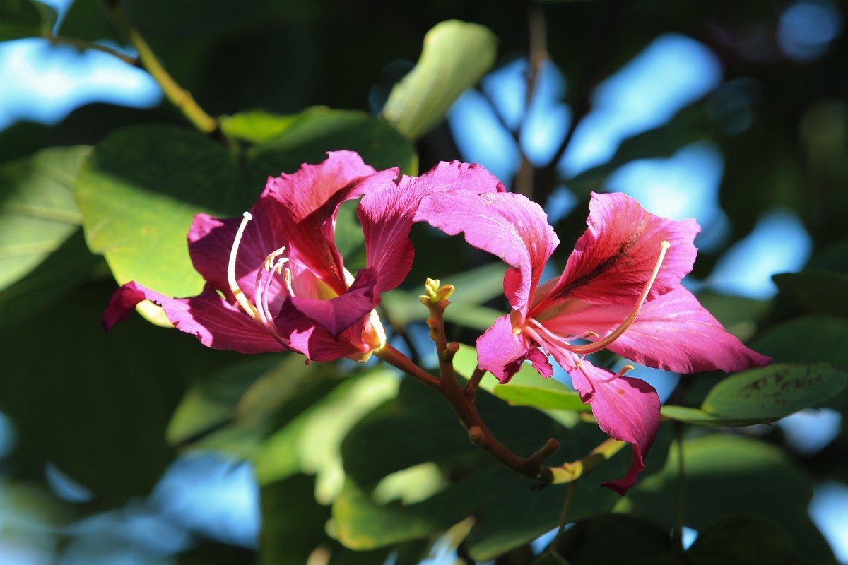 拍摄花卉一（418）