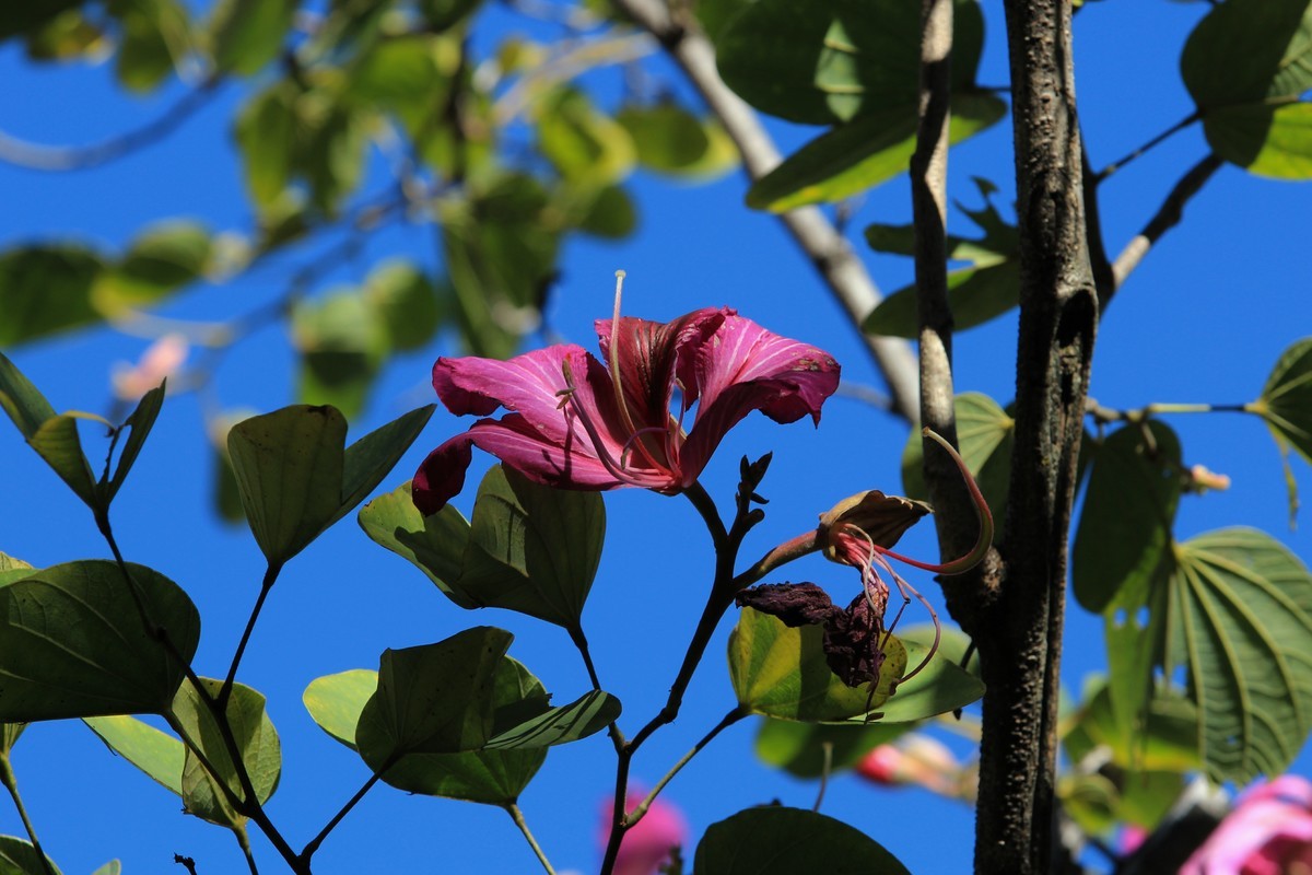 拍摄花卉一（418）