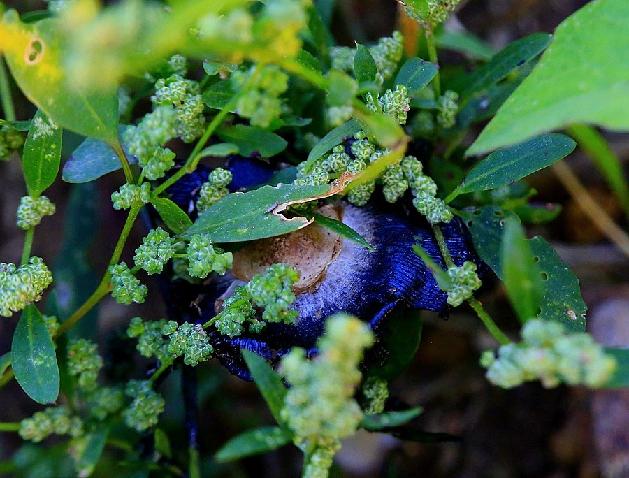 《不老松：纪实摄影》大美沧州系列報道：【6】大运河畔-花的海洋！ (5)远离可怕的毒蘑