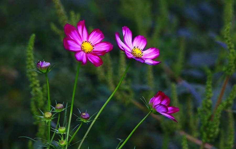 《不老松：纪实摄影》大美沧州系列報道：【6】大运河畔-花的海洋！ (5)远离可怕的毒蘑