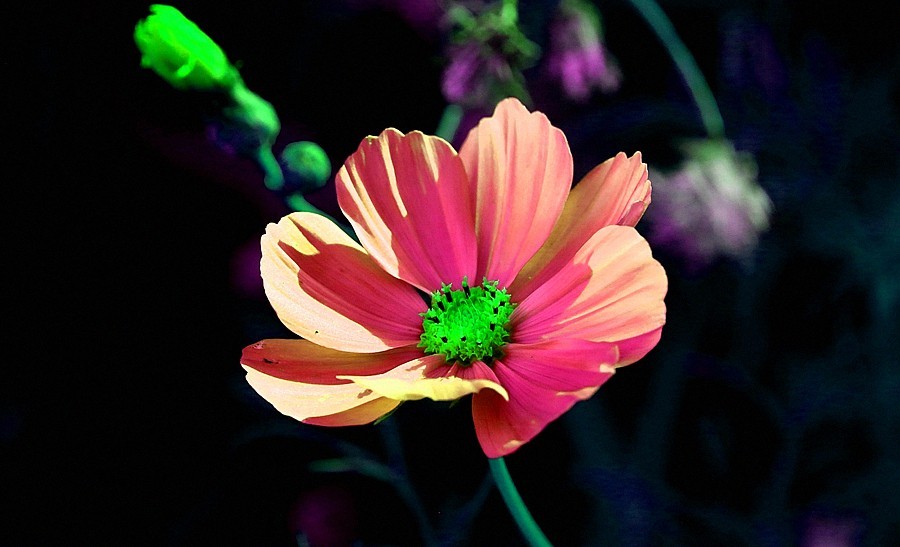 《不老松：纪实摄影》大美沧州系列報道：【6】大运河畔-花的海洋！ (5)远离可怕的毒蘑