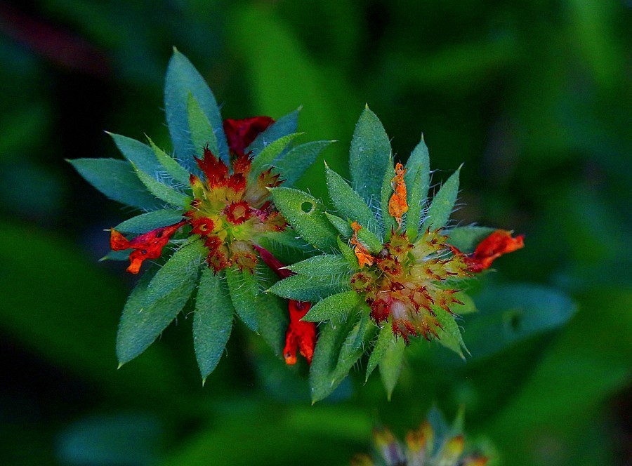 《不老松：纪实摄影》大美沧州系列報道：【6】大运河畔-花的海洋！ (5)远离可怕的毒蘑