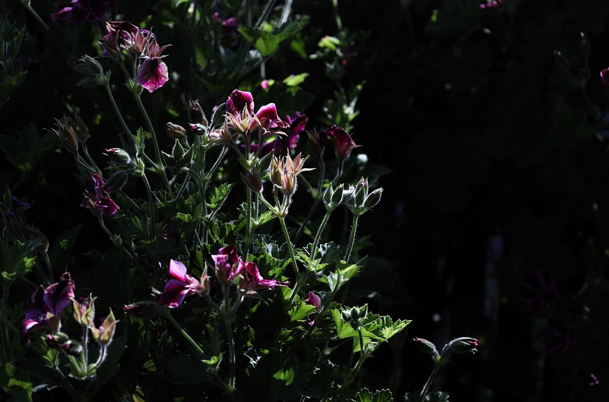 花卉杂拍（二）