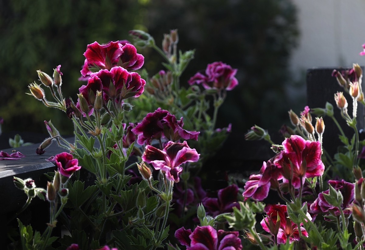 花卉杂拍（二）