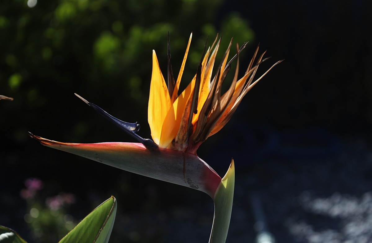 花卉杂拍（二）