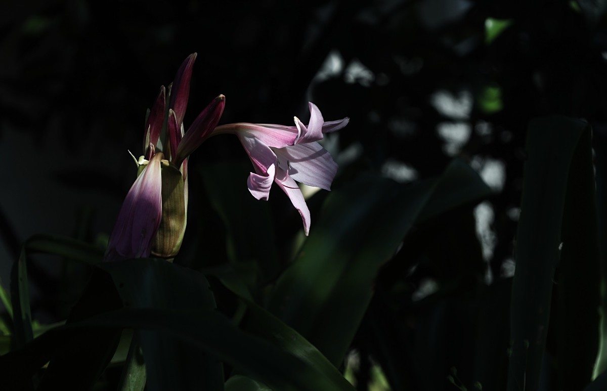 花卉杂拍（二）