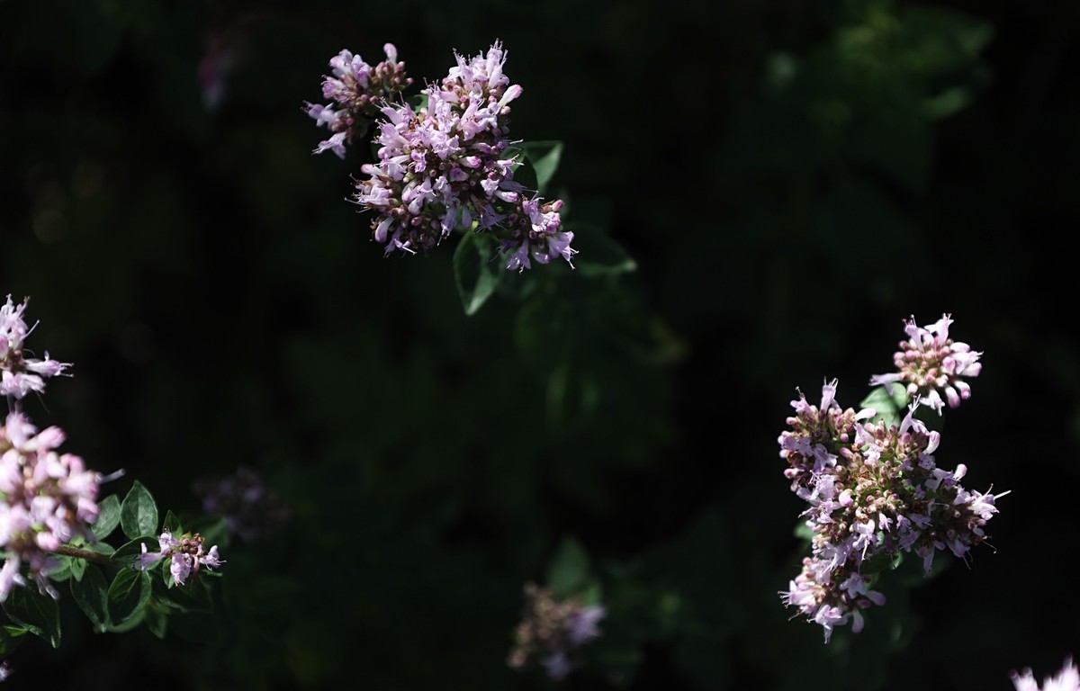 花卉杂拍（二）