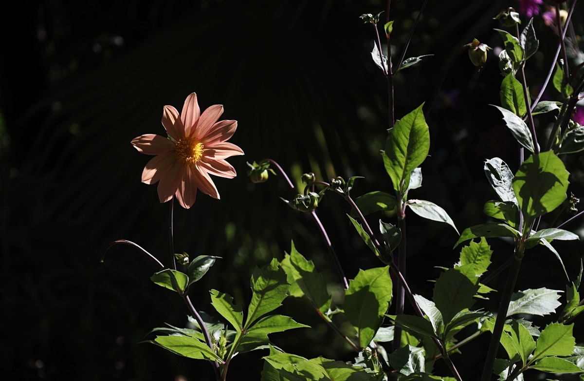 花卉杂拍（二）