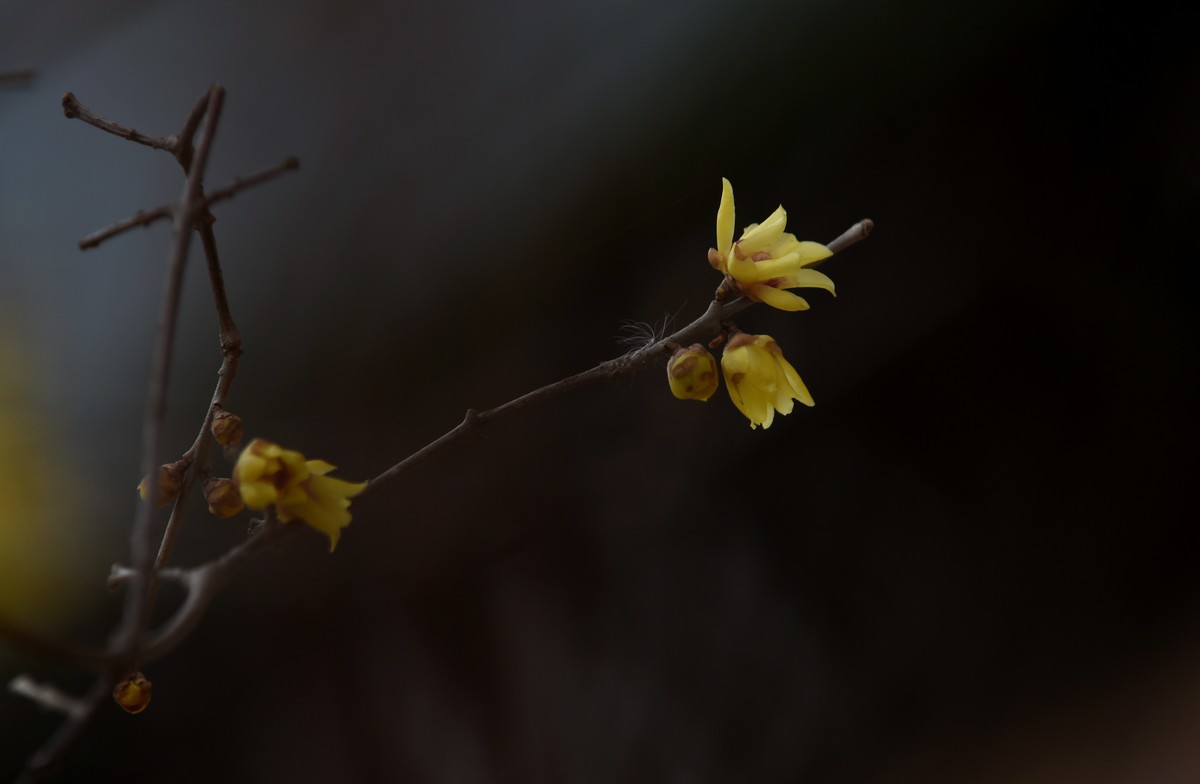 春节里的小“梅”好