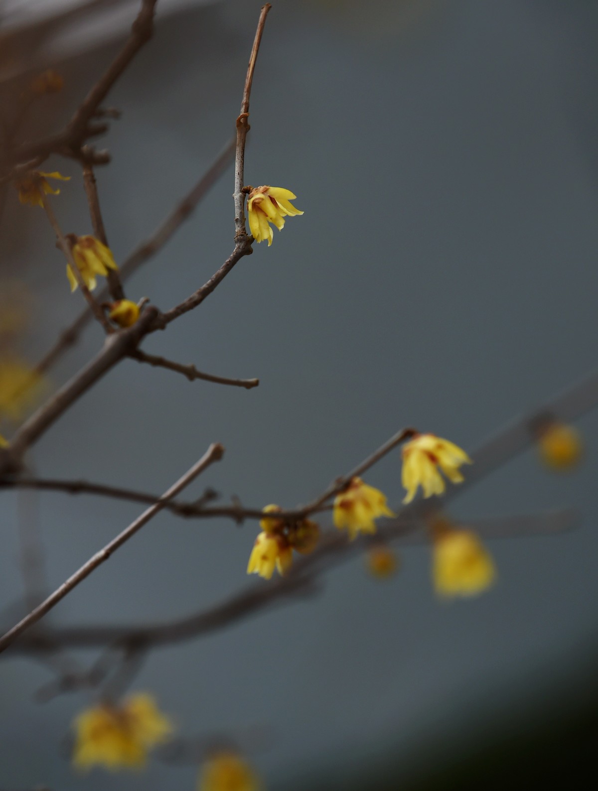 春节里的小“梅”好