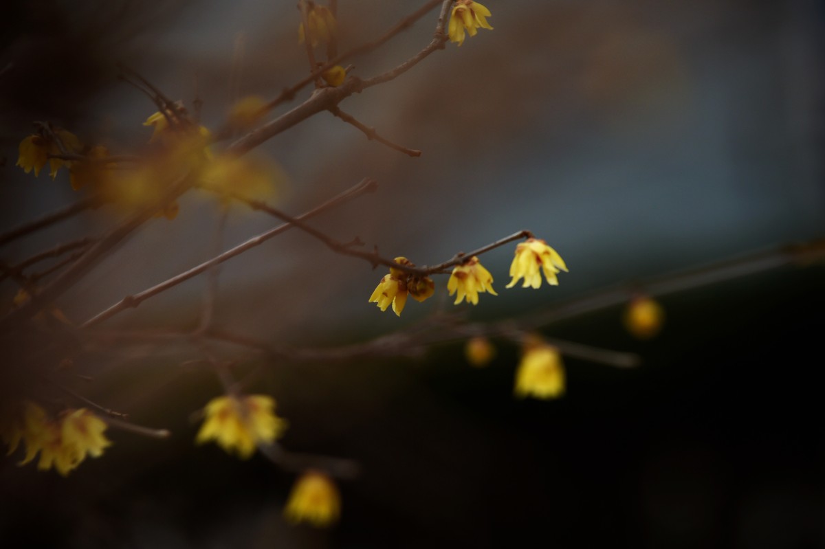 春节里的小“梅”好