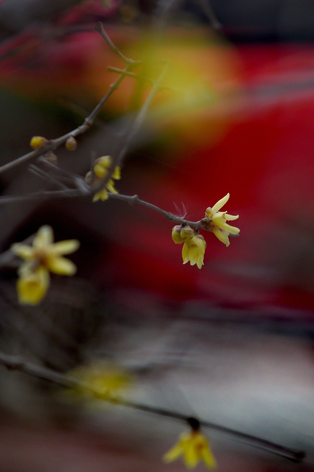 春节里的小“梅”好