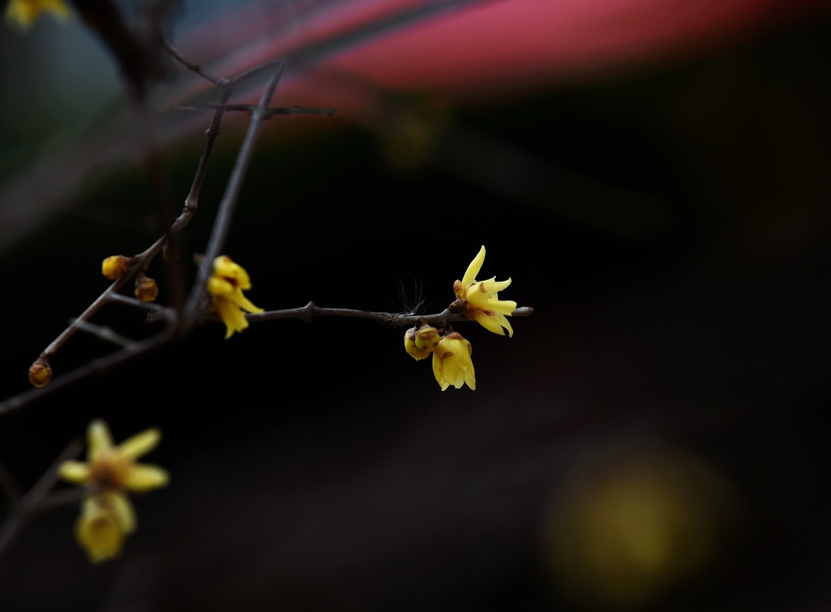 春节里的小“梅”好