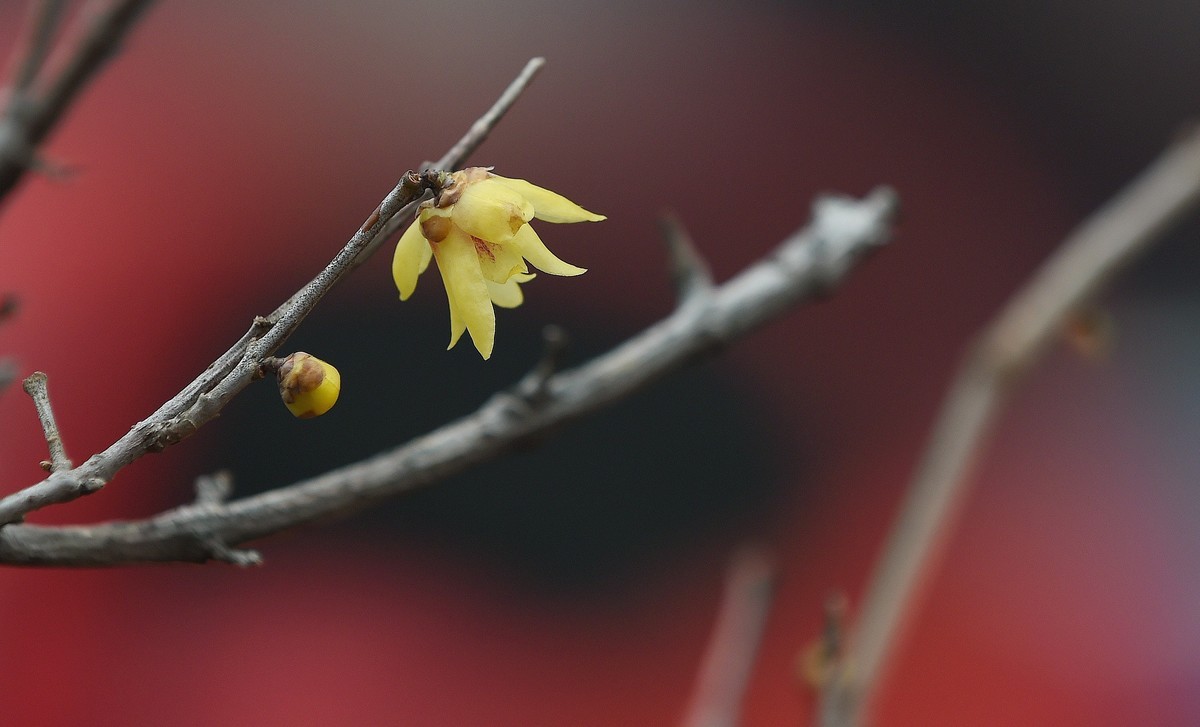 春节里的小“梅”好
