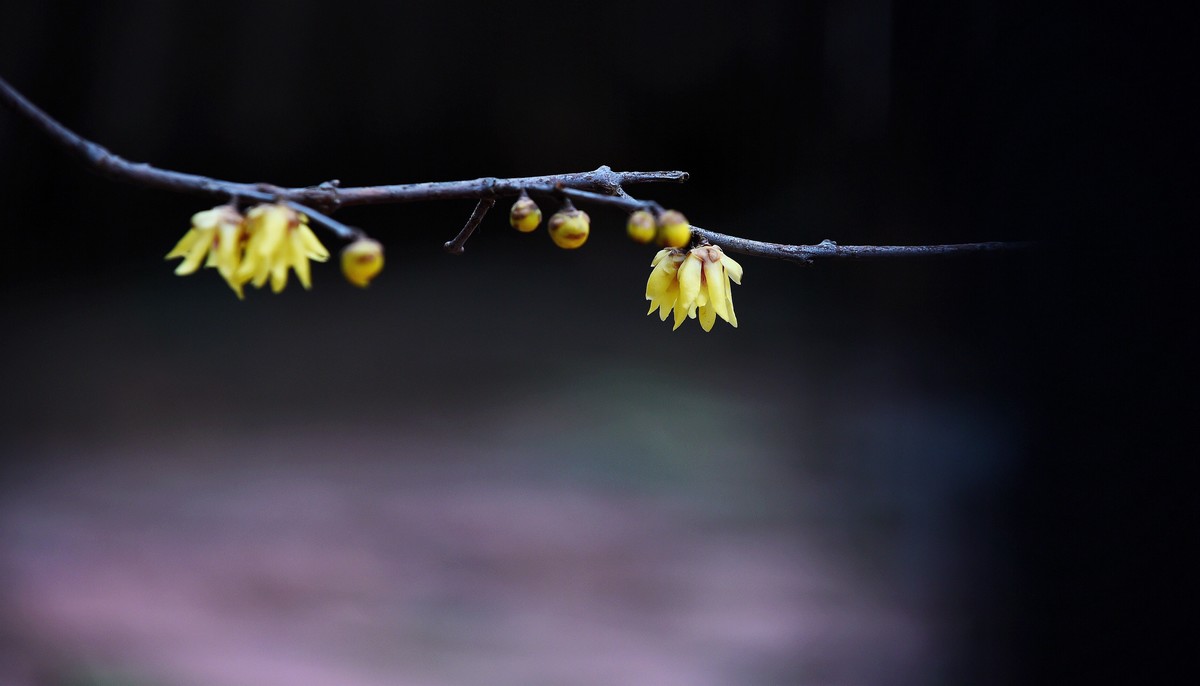 春节里的小“梅”好