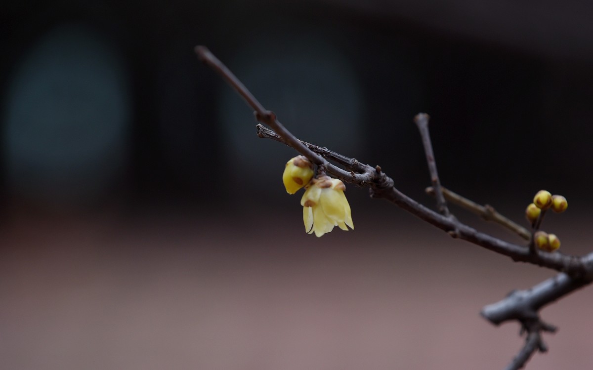 春节里的小“梅”好