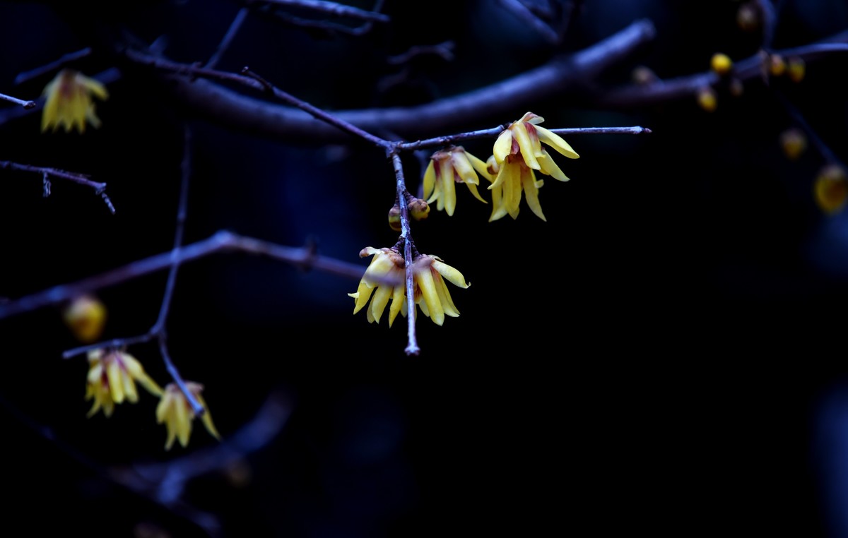 春节里的小“梅”好