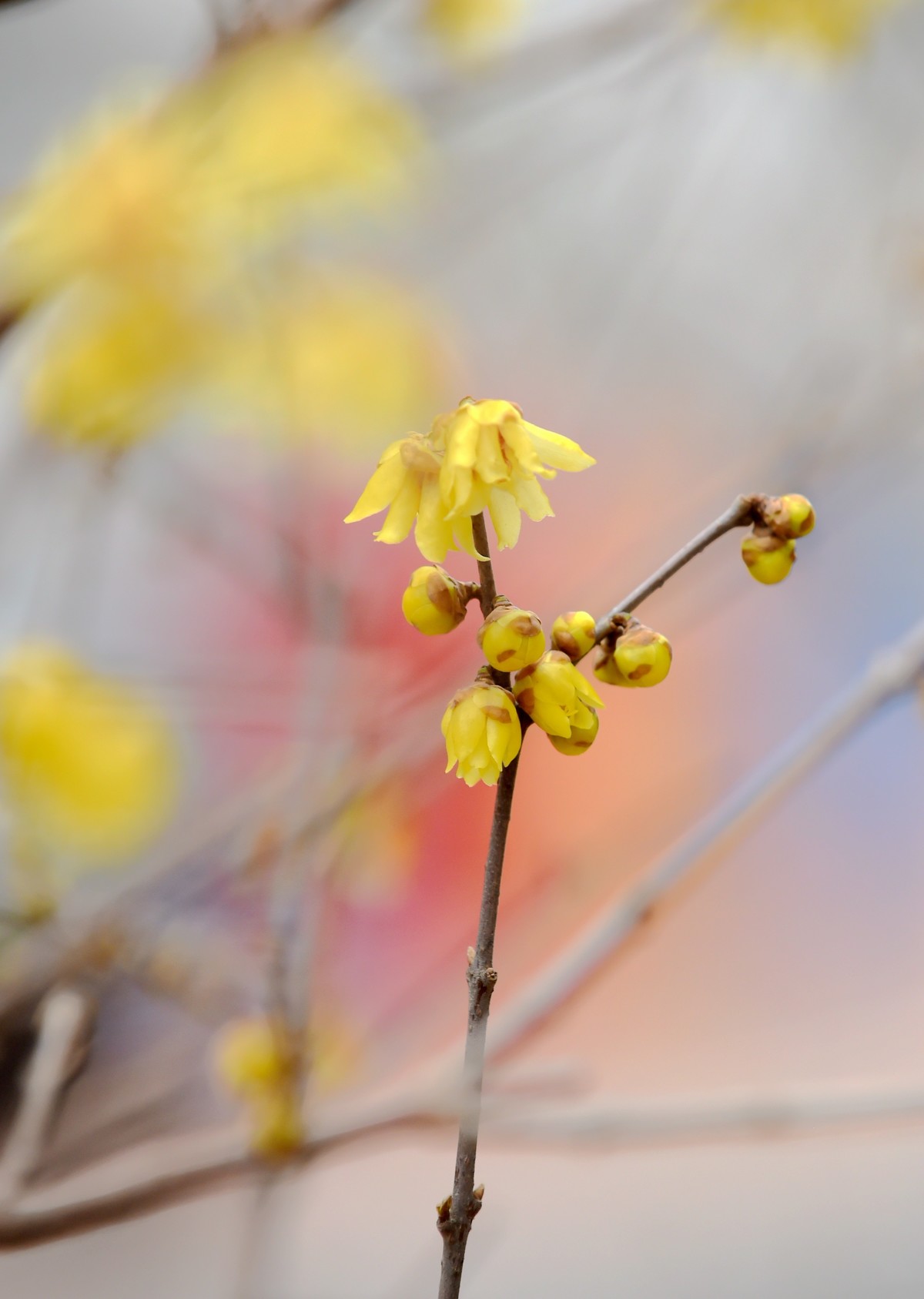 春节里的小“梅”好
